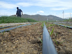 Incarcerated Farmers