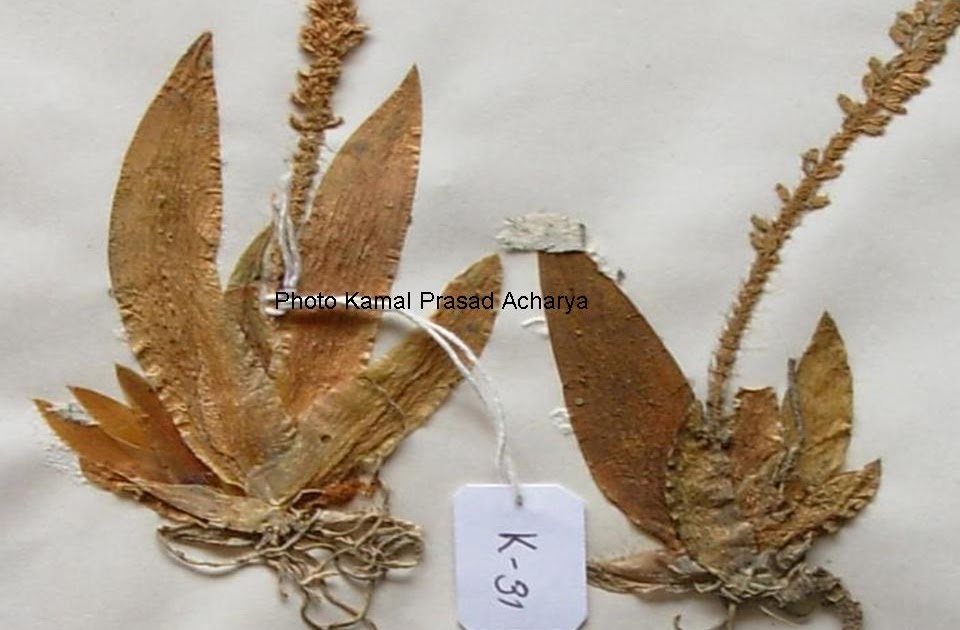 A blog dedicated to Nepali orchids ENDEMIC ORCHIDS OF NEPAL