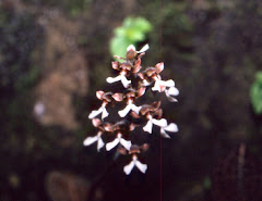 Anoectochilus sikkimensis King & Pantl.