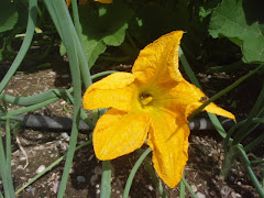 a pumpkin flower