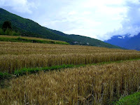  wheatfield