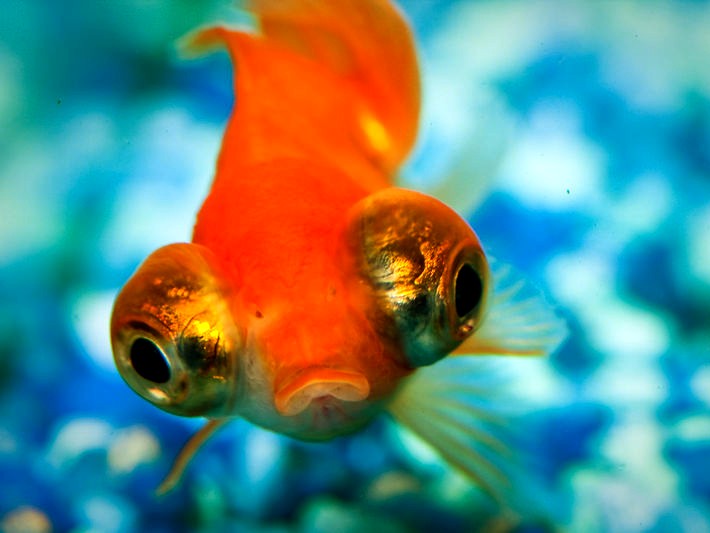 what does goldfish eggs look like. Goldfish+eggs+hatching+