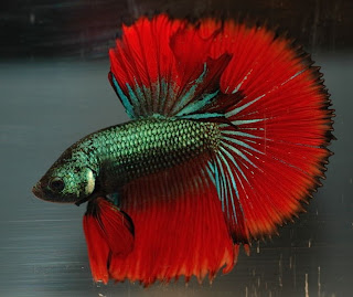 Betta+fish.jpg