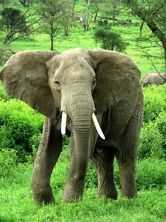 bush elephant