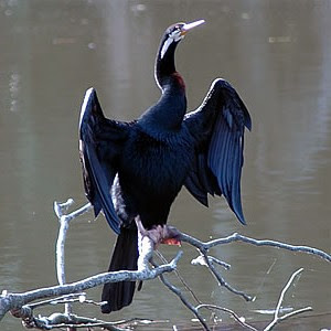 darter