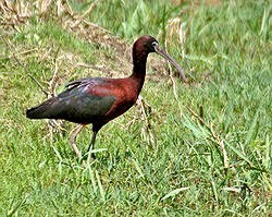 glossy ibis