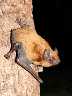 noctule bat