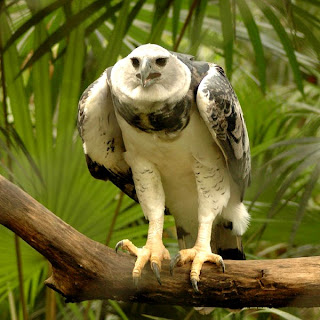 Harpia Eagle