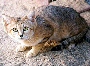 sand cat