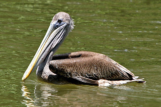 pink backed pelican