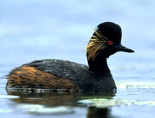 black necked grebe in Cyprus