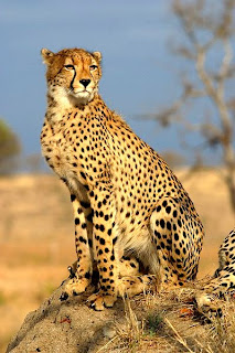 cheetah in Nigeria
