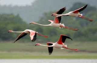 Greater flamingoes are found in Portugal