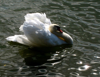 mute swan are found in Portugal