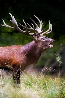 Red deer are found in Portugal