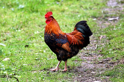 Rooster, national bird of Potugal