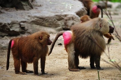 red hiney monkey