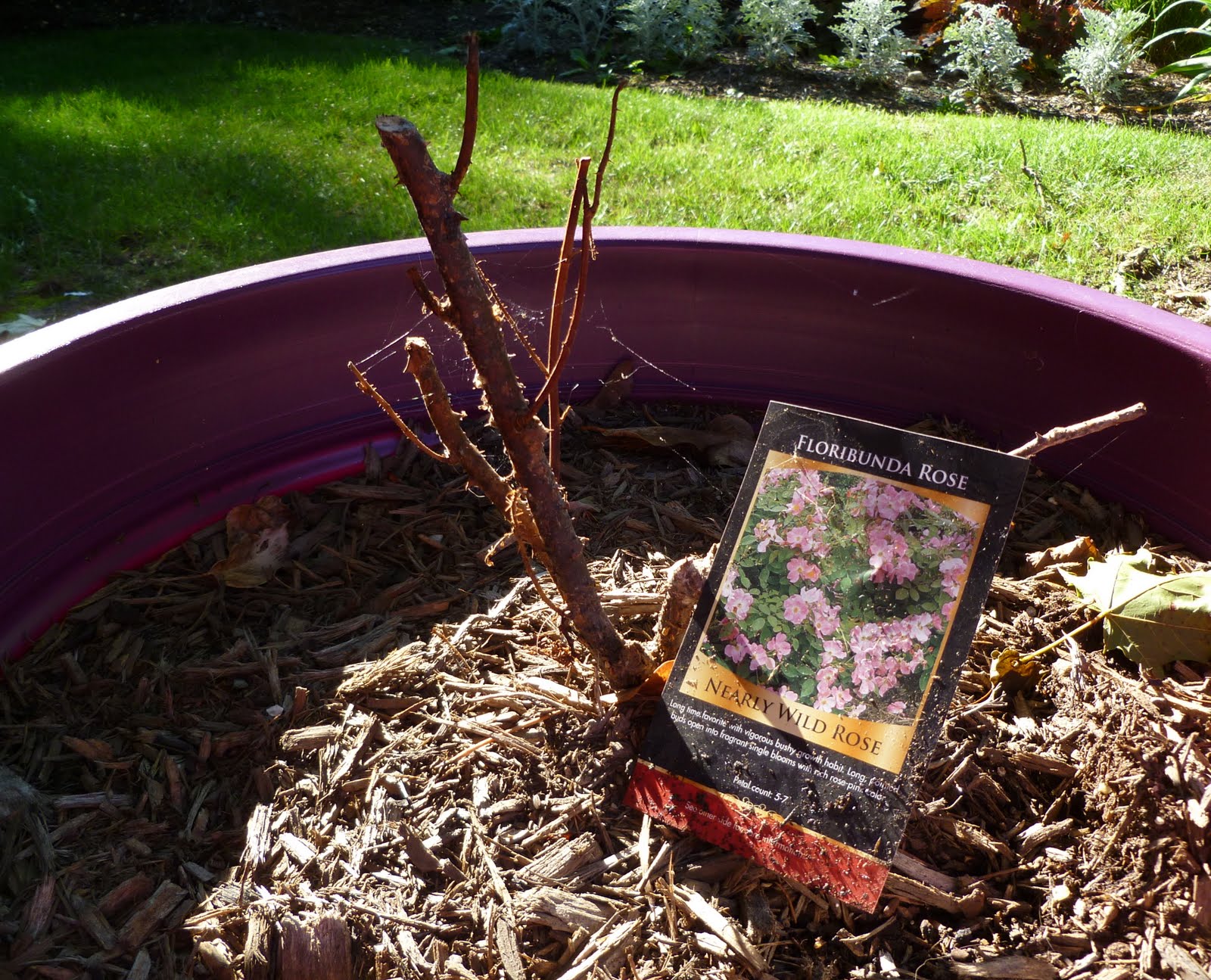 My Charlie Brown Rose Bush