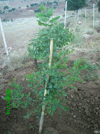 ARBRE CARROUBA : ANNE 2008