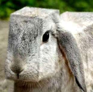 [square-hare.jpg]