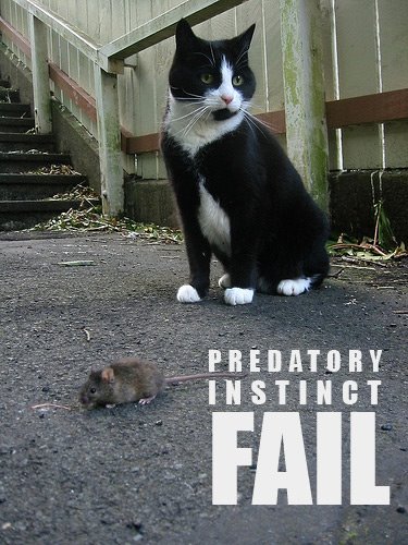 [cat-mouse-fail.jpg]