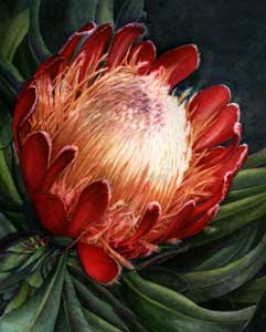 [protea.jpg]