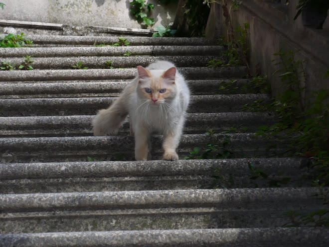 Gattosi Terremotosi