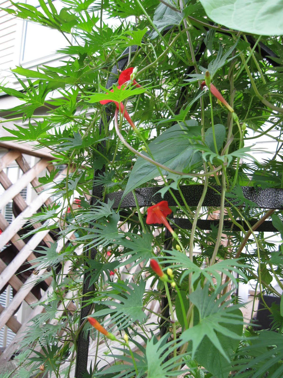 Cardinal Flower Vine