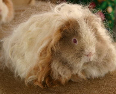 texel guinea pig awaiting judging at a show