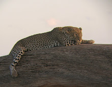 Leopard, Kenya Feb 2006