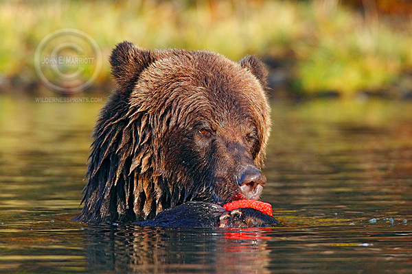 grizzly bear photography