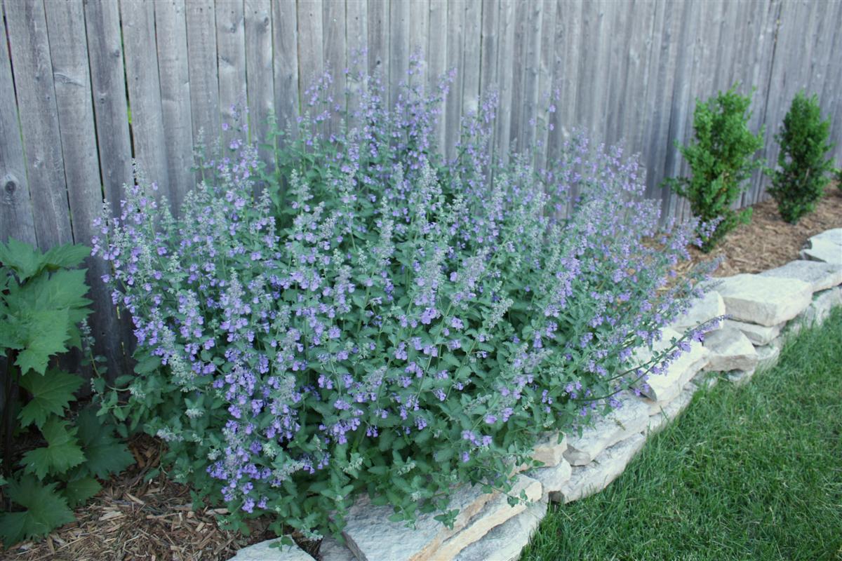 Rapsu Blog Salix Integra Dappled Willow Hakura Nishiki