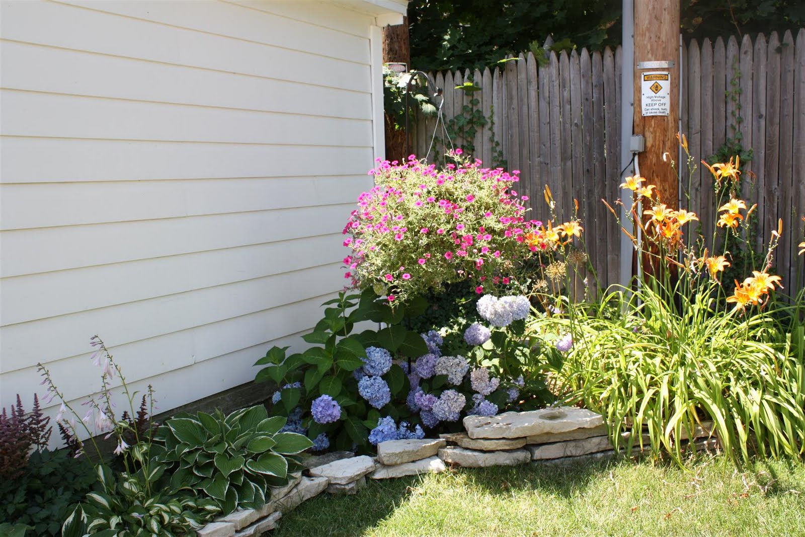 Viburnum Hedge Garden Hedges Landscaping Plants Plants