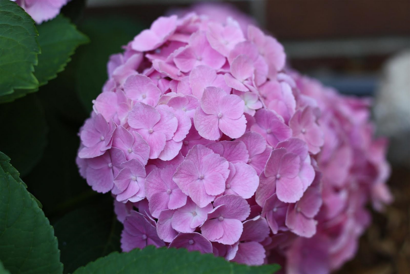 Bloomingwriter Gardening In Nova Scotia Hydrangeas Hydrangeas