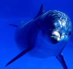 dolphin closeup