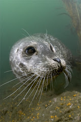 harbor seal