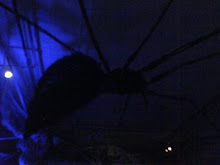 The Spider