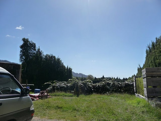 Así se ve el campo del kiwi picking