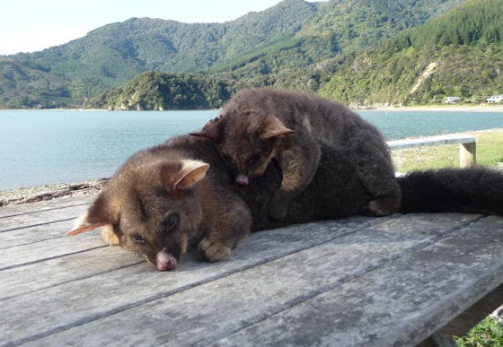 Possum de Nueva Zelanda Possum de Nueva Zelanda