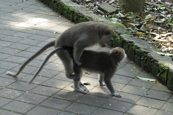 Los monos en sus encuentros con monas
