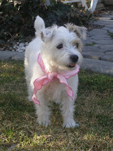 Our Cute Puppy dog Rylee