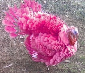 One Crazy Cookie: Pink Turkey Anyone??