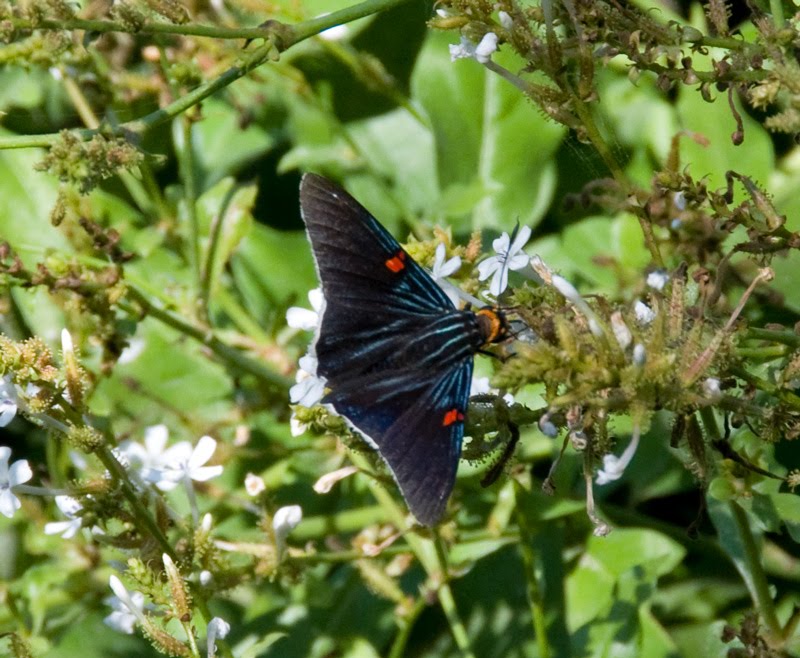 Follow The Sykes Birds Mariposa de la muerte