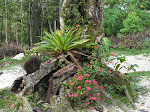 Bromelia al pie de árbol!!