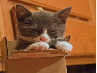 cat+in+a+box.jpg