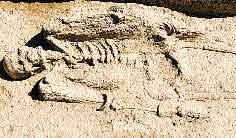 [fossil.bmp]