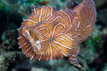 [psychedelic_fish.jpg]