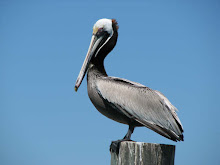 Brown Pelican
