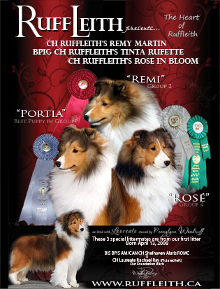 Our 1st litter (2008) - 3 Champions - 1 hopeful left