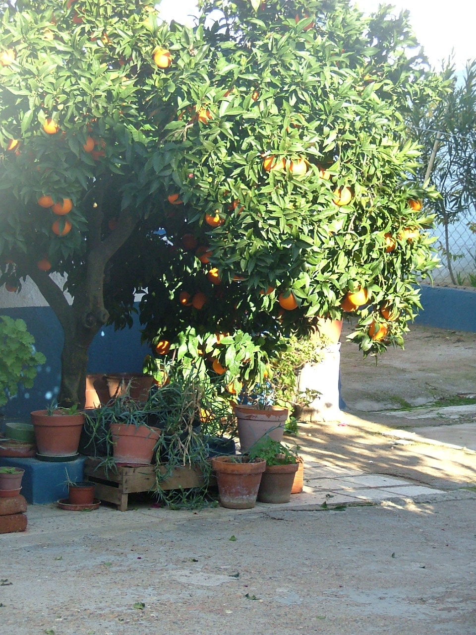 [DSCF6529.JPG]